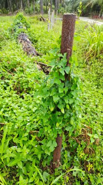 Vahşi agresif sarmaşık kabağı yapraklı meyve bitkisi paslı metal direğin etrafına tırmanıyor..