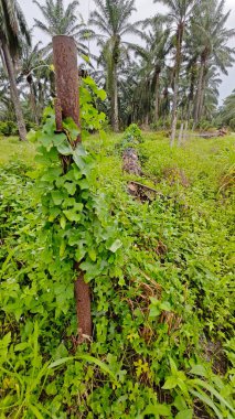 Vahşi agresif sarmaşık kabağı yapraklı meyve bitkisi paslı metal direğin etrafına tırmanıyor..