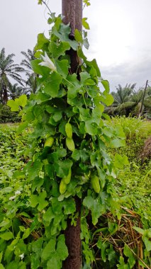 Vahşi agresif sarmaşık kabağı yapraklı meyve bitkisi paslı metal direğin etrafına tırmanıyor..