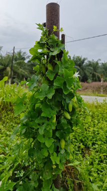 Vahşi agresif sarmaşık kabağı yapraklı meyve bitkisi paslı metal direğin etrafına tırmanıyor..