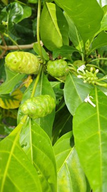 Dallardan yeşil morinda citrifolia meyveleri filizleniyor.