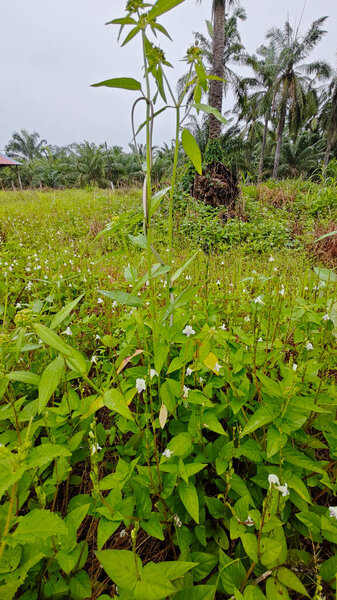 тощая длинная зеленая крошечная садовая змея прячется в дикой эйфории гетерофилла растительного поля. 