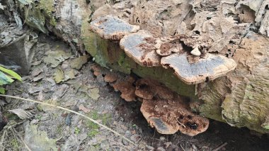 Çürüyen ağaç gövdesinde filizlenen kurumuş ve çürümüş biftek mantarlarına bakıyorum..  