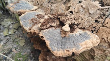 Çürüyen ağaç gövdesinde filizlenen kurumuş ve çürümüş biftek mantarlarına bakıyorum..  