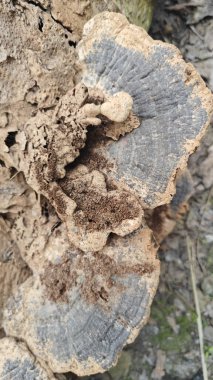 Çürüyen ağaç gövdesinde filizlenen kurumuş ve çürümüş biftek mantarlarına bakıyorum..  