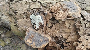 Çürüyen ağaç gövdesinde filizlenen kurumuş ve çürümüş biftek mantarlarına bakıyorum..  