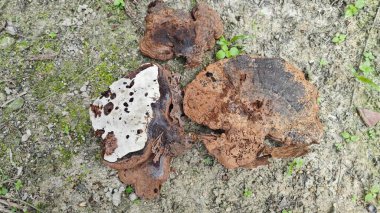 Çürüyen ağaç gövdesinde filizlenen kurumuş ve çürümüş biftek mantarlarına bakıyorum..  