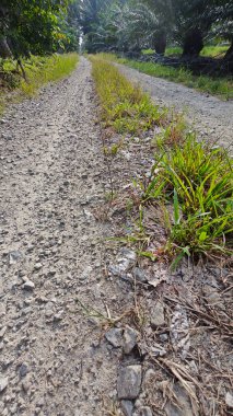Tarımsal araziye kırsal geçiş perspektifi azalıyor
