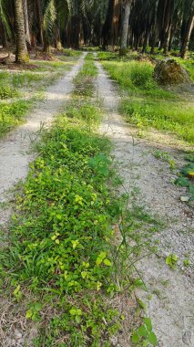 Tarımsal araziye kırsal geçiş perspektifi azalıyor