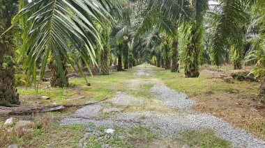 Tarımsal araziye kırsal geçiş perspektifi azalıyor