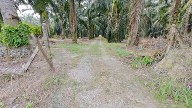 Tarımsal araziye kırsal geçiş perspektifi azalıyor