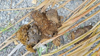 Bilinmeyen hayvan dışkısı büyük ihtimalle kırsal yol boyunca bulunan köpekten..