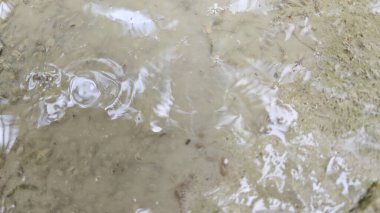 Kuruyan durgun yağmur suyu havuzunun bulanık yüzeyinde yüzen iribaşlar..