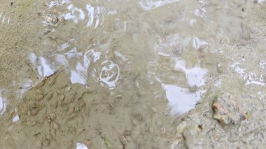 Kuruyan durgun yağmur suyu havuzunun bulanık yüzeyinde yüzen iribaşlar..