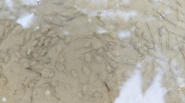 Kuruyan durgun yağmur suyu havuzunun bulanık yüzeyinde yüzen iribaşlar..