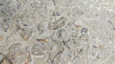 Kuruyan durgun yağmur suyu havuzunun bulanık yüzeyinde yüzen iribaşlar..