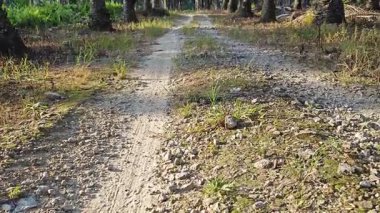 landscape view of the diminishing perspective rural pathway into the agriculture land 