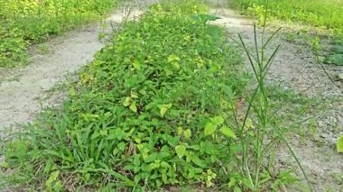 landscape view of the diminishing perspective rural pathway into the agriculture land 