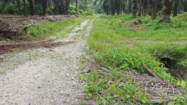 landscape view of the diminishing perspective rural pathway into the agriculture land 