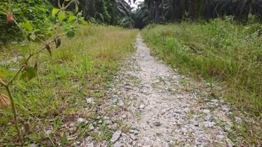 landscape view of the diminishing perspective rural pathway into the agriculture land 