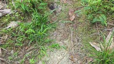 landscape view of the diminishing perspective rural pathway into the agriculture land 