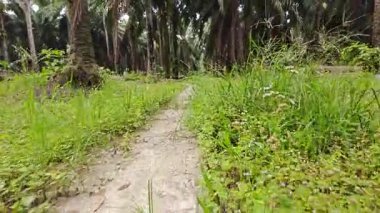 landscape view of the diminishing perspective rural pathway into the agriculture land 