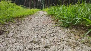 landscape view of the diminishing perspective rural pathway into the agriculture land 