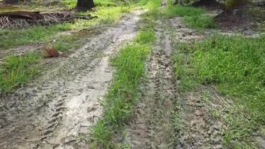landscape view of the diminishing perspective rural pathway into the agriculture land 
