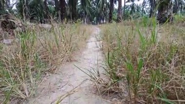 landscape view of the diminishing perspective rural pathway into the agriculture land 
