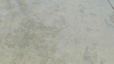 İribaşlar sığ yüzeyde yüzen kurbağa yavruları durgun yağmur suyu havuzunda yüzerler.. 