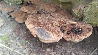 Çürüyen ağaç gövdesinde filizlenen kurumuş ve çürümüş biftek mantarlarına bakıyorum..  