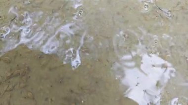 Kurbağa yavruları sığ, bulanık, durgun yağmur suyu havuzunda yüzerler..