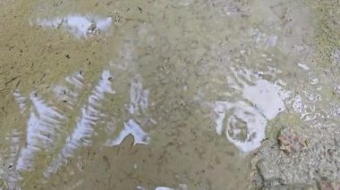 Kurbağa yavruları sığ, bulanık, durgun yağmur suyu havuzunda yüzerler..