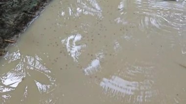 Kurbağa yavruları sığ, bulanık, durgun yağmur suyu havuzunda yüzerler..