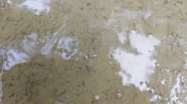 Kurbağa yavruları sığ, bulanık, durgun yağmur suyu havuzunda yüzerler..