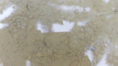 Kurbağa yavruları sığ, bulanık, durgun yağmur suyu havuzunda yüzerler..