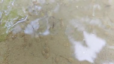 Kurbağa yavruları sığ, bulanık, durgun yağmur suyu havuzunda yüzerler..