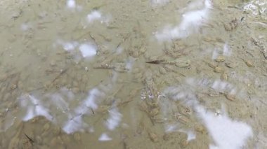 Kurbağa yavruları sığ, bulanık, durgun yağmur suyu havuzunda yüzerler..