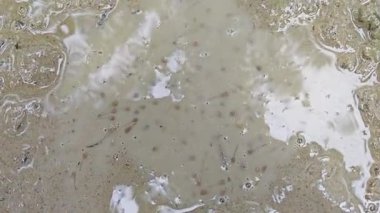 Kurbağa yavruları sığ, bulanık, durgun yağmur suyu havuzunda yüzerler..