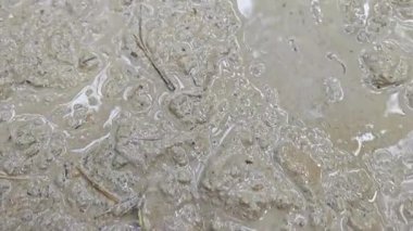 Kurbağa yavruları sığ, bulanık, durgun yağmur suyu havuzunda yüzerler..