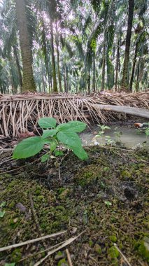 Kırsal toprak yolda sağanak yağış sonrasında durgun su havuzu yansıtıyor. 
