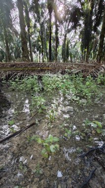 Kırsal toprak yolda sağanak yağış sonrasında durgun su havuzu yansıtıyor. 