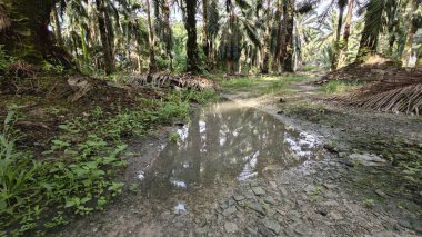 Kırsal toprak yolda sağanak yağış sonrasında durgun su havuzu yansıtıyor. 