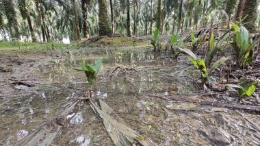 Kırsal toprak yolda sağanak yağış sonrasında durgun su havuzu yansıtıyor. 