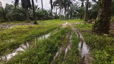 Kırsal toprak yolda sağanak yağış sonrasında durgun su havuzu yansıtıyor. 