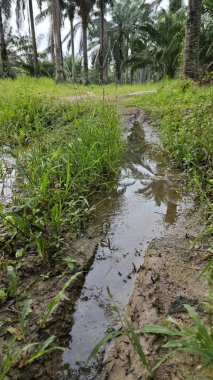 Kırsal toprak yolda sağanak yağış sonrasında durgun su havuzu yansıtıyor. 