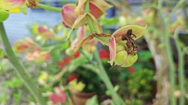Rengarenk sulu uzun terlik bitkisine bakıyorum..