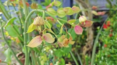 Rengarenk sulu uzun terlik bitkisine bakıyorum..