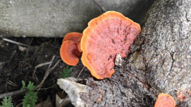 Çürüyen ahşaptan çıkan turuncu renkli mantar..