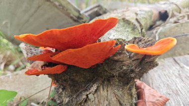 Çürüyen ahşaptan çıkan turuncu renkli mantar..